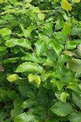 Groene beukenhaag planten