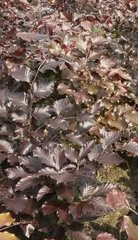 Rode beukenhaag planten