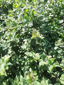 Carpinus betulus haagbeuk 40-60