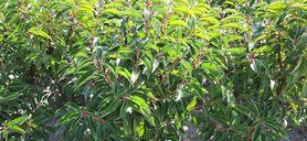 Portugese laurierhaag , prunus lusitanica ang. 20-30 cm