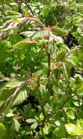 Groene beukenhaag, Fagus Sylvatica, 60-80 cm