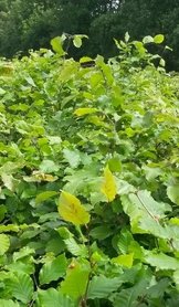 Groene beukenhaag, Fagus Sylvatica,100-125cm