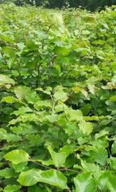 Groene beukenhaag, Fagus Sylvatica,150-175cm