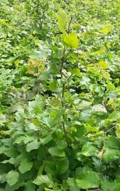 Groene beukenhaag, Fagus Sylvatica,125-150cm