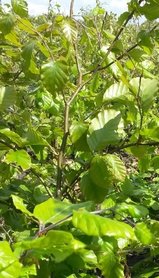 Groene beukenhaag, Fagus Sylvatica, 80-100 cm