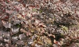 Rode beuk, Fagus Sylvatica Atrop. 60-80 cm