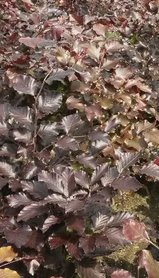 Rode beuk, Fagus Sylvatica Atrop. 80-100cm