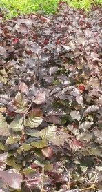 Rode beuk, Fagus Sylvatica Atrop.100-125cm