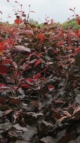 Rode beuk,Fagus Sylvatica Atrop.125-150 cm