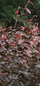 Rode beuk,Fagus Sylvatica Atrop.150-175 cm