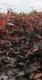 Rode beuk,Fagus Sylvatica Atrop.175-200 cm
