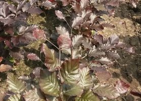 Rode beuk, Fagus Sylvatica Atrop. 40-60cm