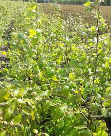 Groene beukenhaag, Fagus Sylvatica,175-200cm