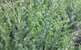 Taxus baccata haag 20-30 cm