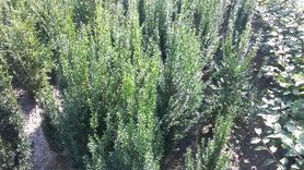 Taxus fastigiata 50/80cm
